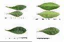 瑪瑙珠-葉1.jpg
