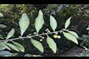 瑪瑙珠-葉序01.jpg