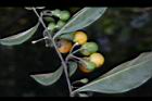 瑪瑙珠-果序06.jpg