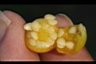 瑪瑙珠-種子04.jpg