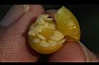 瑪瑙珠-種子08.jpg