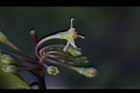 瑪瑙珠-花05.jpg