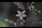 瑪瑙珠-花07.jpg