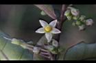 瑪瑙珠-花08.jpg