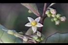 瑪瑙珠-花11.jpg