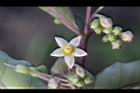 瑪瑙珠-花12.jpg