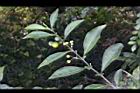 瑪瑙珠-葉序03.jpg