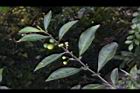 瑪瑙珠-葉序04.jpg