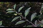 瑪瑙珠-葉序05.jpg
