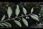 瑪瑙珠-葉序06.jpg
