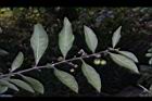 瑪瑙珠-葉序07.jpg
