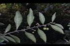 瑪瑙珠-葉序08.jpg