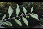 瑪瑙珠-葉序09.jpg