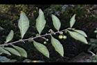 瑪瑙珠-葉序10.jpg