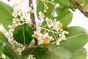 瓊崖海棠-花06.JPG