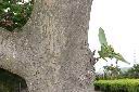 瓊崖海棠-莖02.JPG