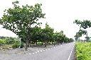 瓊崖海棠07.JPG
