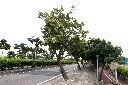 瓊崖海棠09.JPG