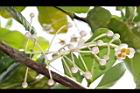瓊崖海棠-花01.JPG