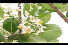 瓊崖海棠-花05.JPG