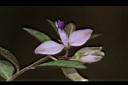 瓜子金-花01.JPG