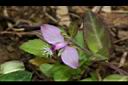 瓜子金-花05.JPG