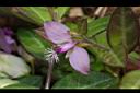 瓜子金-花06.JPG