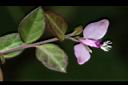 瓜子金-花07.JPG