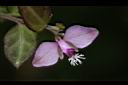 瓜子金-花08.JPG
