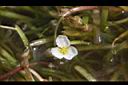 瓜皮草-花00.JPG