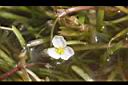 瓜皮草-花02.JPG