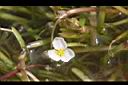瓜皮草-花04.JPG
