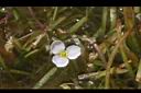 瓜皮草-花05.JPG