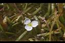 瓜皮草-花06.JPG