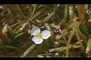 瓜皮草-花07.JPG