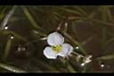 瓜皮草-花09.JPG