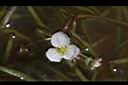 瓜皮草-花12.JPG