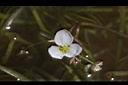 瓜皮草-花13.JPG