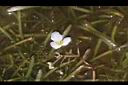 瓜皮草07.JPG