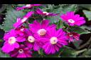 瓜葉菊-花01.JPG