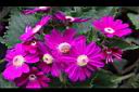 瓜葉菊-花02.JPG