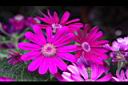 瓜葉菊-花03.JPG