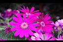 瓜葉菊-花04.JPG