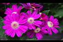 瓜葉菊-花05.JPG