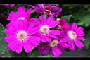 瓜葉菊-花06.JPG