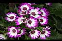 瓜葉菊-花08.JPG