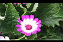 瓜葉菊-花09.JPG
