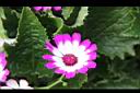 瓜葉菊-花10.JPG