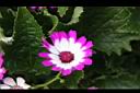 瓜葉菊-花11.JPG