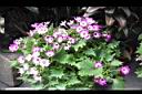 瓜葉菊02.JPG